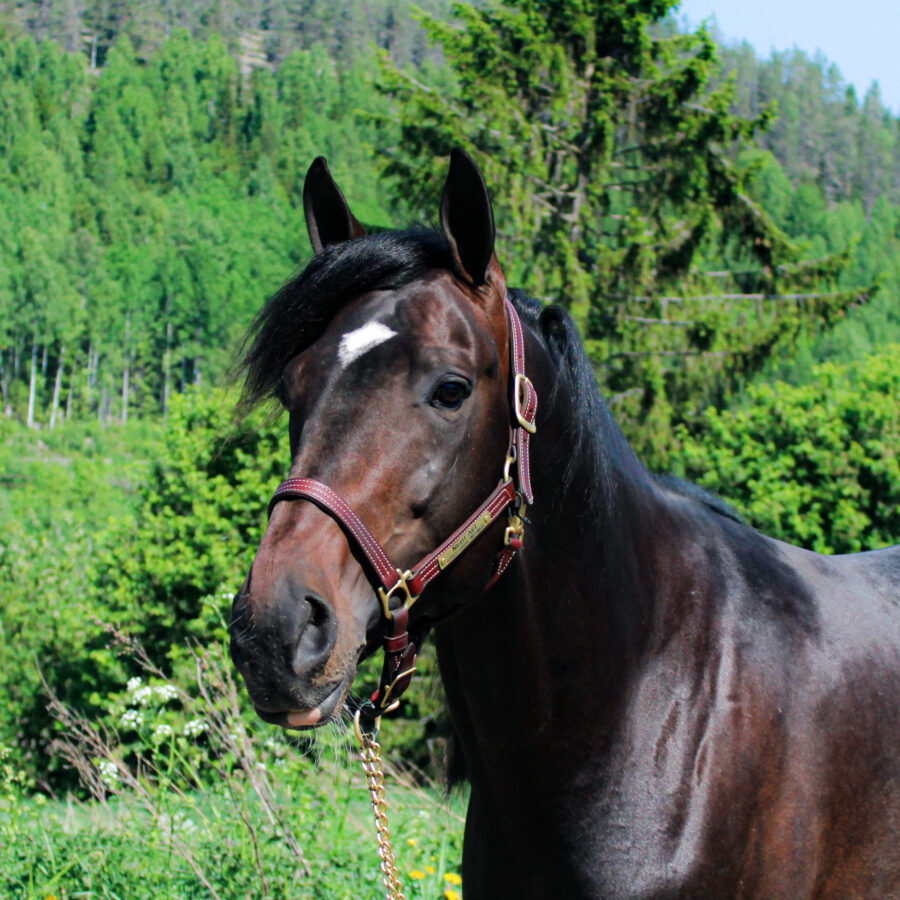 Häst i sommarhage – Stallpartner Örebro