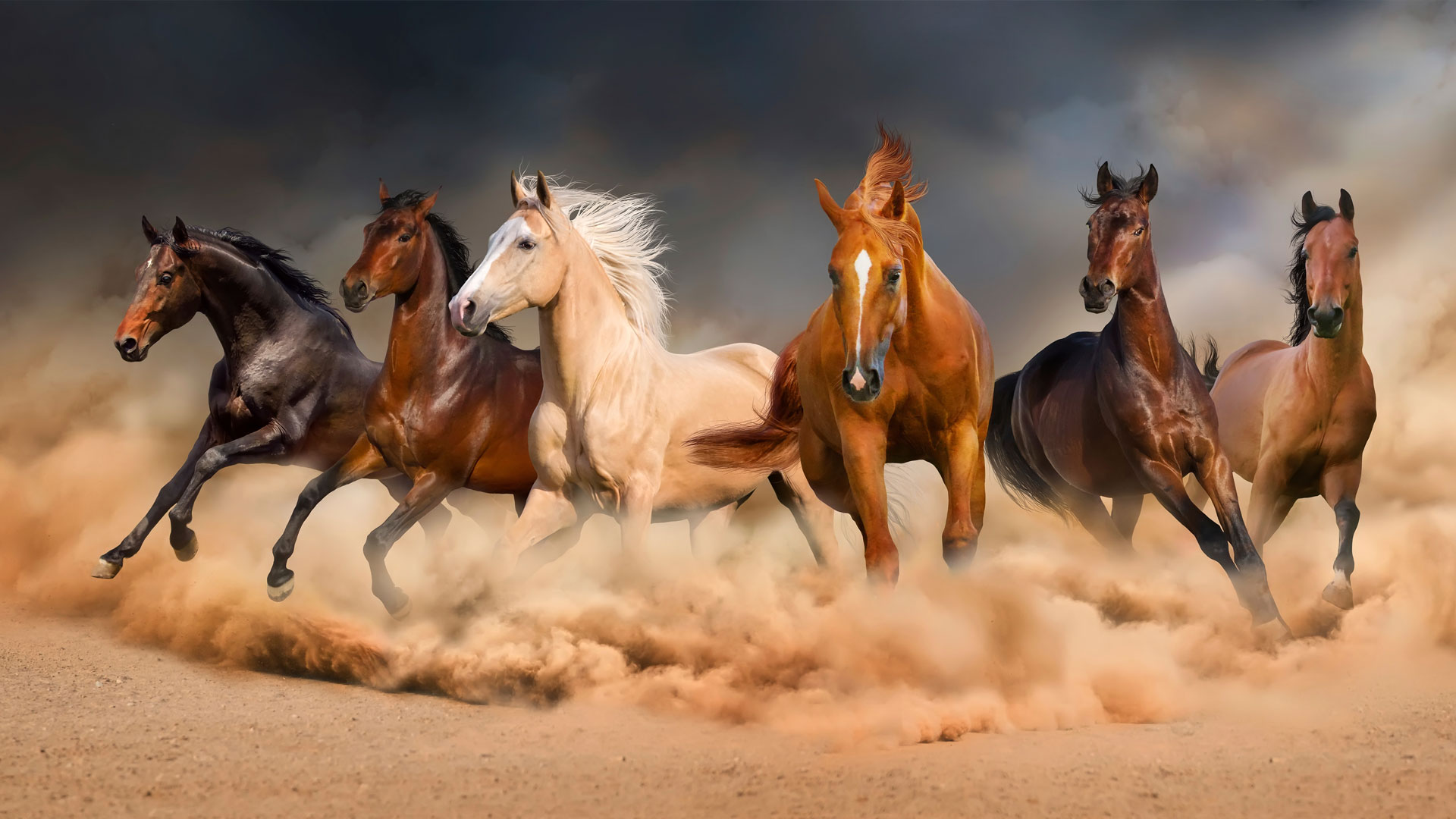 Hästar i galopp – Stallpartner