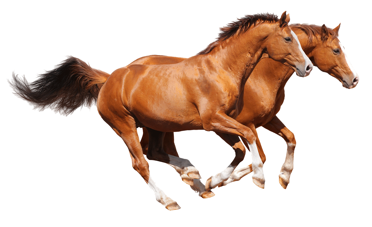 Två fuxar i galopp